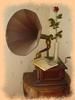 le gramophone et la rose